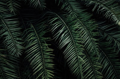 绿色棕榈植物在夜间
